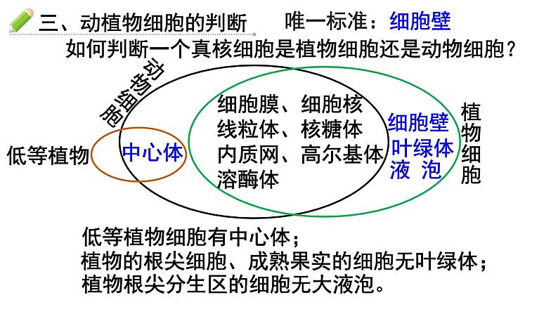 人教版 (新课标)必修1《分子与细胞》 3.2细胞器-系统内的分工合作（共2课时）课件06