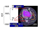 人教版 (新课标)必修1《分子与细胞》 3.2细胞器-系统内的分工合作（共2课时）课件
