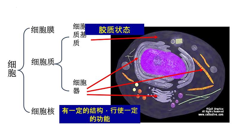 人教版 (新课标)必修1《分子与细胞》 3.2细胞器-系统内的分工合作（共2课时）课件04