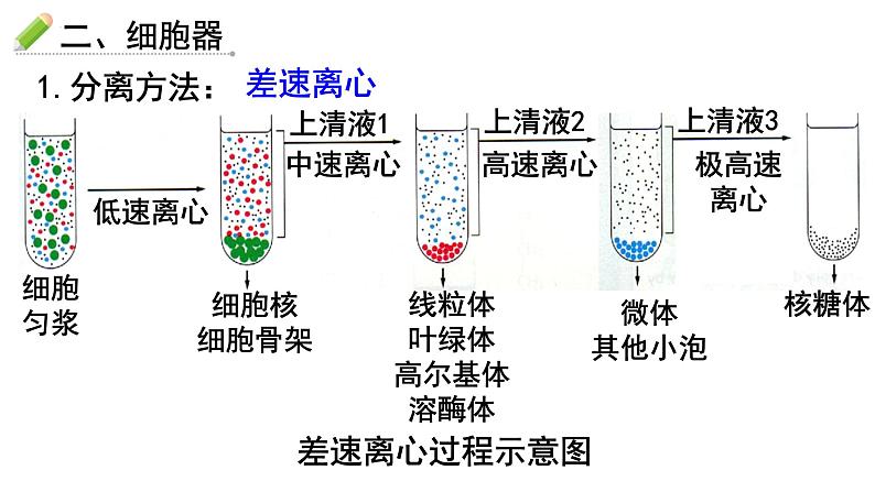 人教版 (新课标)必修1《分子与细胞》 3.2细胞器-系统内的分工合作（共2课时）课件06