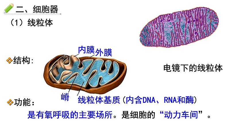 人教版 (新课标)必修1《分子与细胞》 3.2细胞器-系统内的分工合作（共2课时）课件08