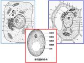 人教版 (新课标)必修1《分子与细胞》 3.3细胞核——系统的控制中心课件