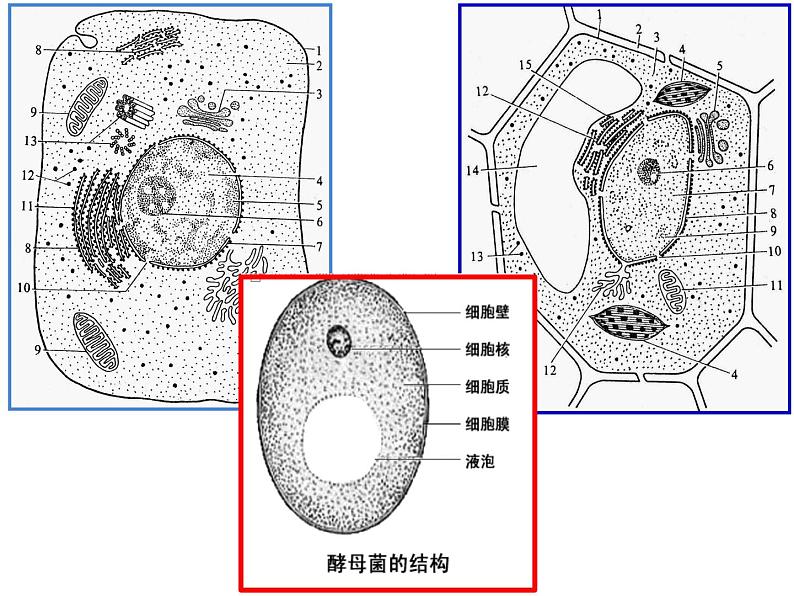 人教版 (新课标)必修1《分子与细胞》 3.3细胞核——系统的控制中心课件02