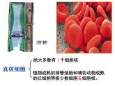 人教版 (新课标)必修1《分子与细胞》 3.3细胞核——系统的控制中心课件