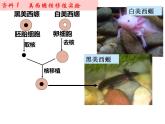 人教版 (新课标)必修1《分子与细胞》 3.3细胞核——系统的控制中心课件