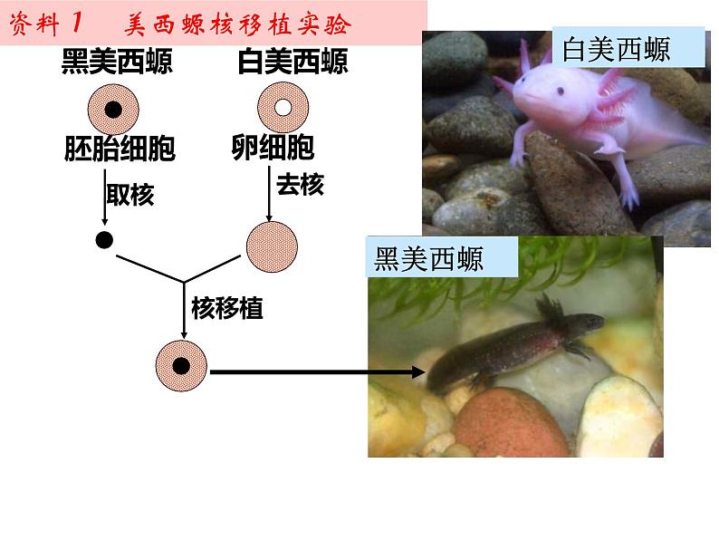 人教版 (新课标)必修1《分子与细胞》 3.3细胞核——系统的控制中心课件05