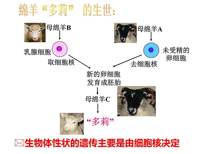 人教版 (新课标)必修1《分子与细胞》 3.3细胞核——系统的控制中心课件06