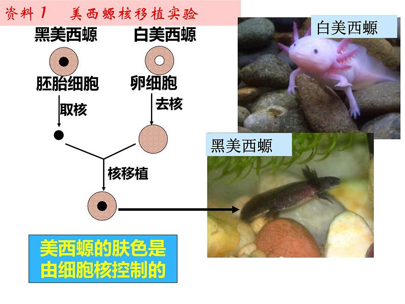 人教版 (新课标)必修1《分子与细胞》 3.3细胞核——系统的控制中心课件07