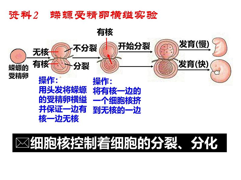 人教版 (新课标)必修1《分子与细胞》 3.3细胞核——系统的控制中心课件08