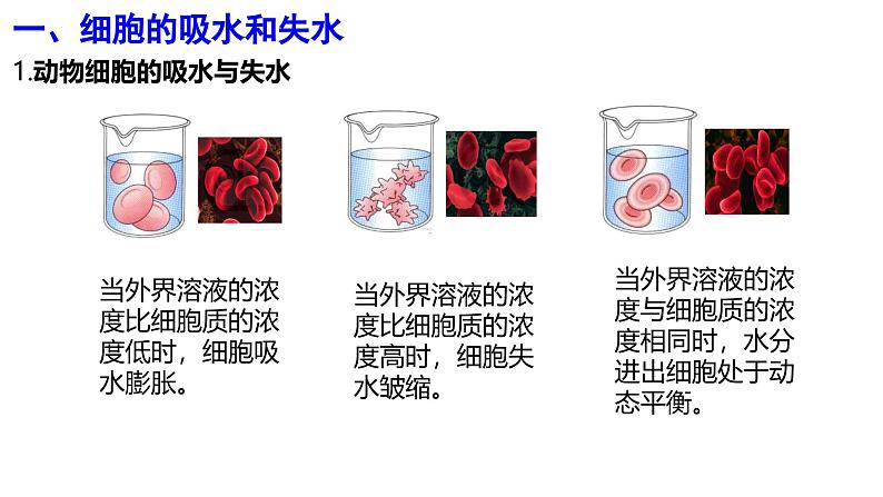 人教版 (新课标)必修1《分子与细胞》 4.1 物质跨膜运输的实例   课件06