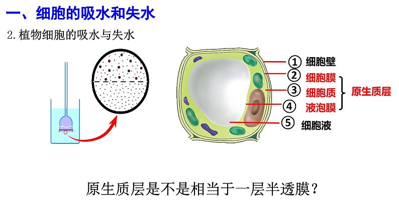 人教版 (新课标)必修1《分子与细胞》 4.1 物质跨膜运输的实例   课件08