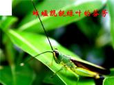人教版 (新课标)必修1《分子与细胞》 5.1降低化学反应活化能的酶 课件