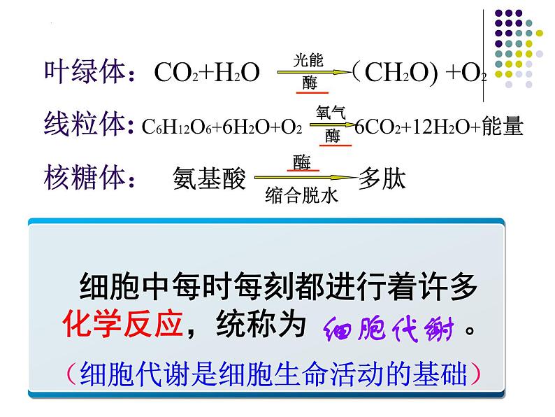 人教版 (新课标)必修1《分子与细胞》 5.1降低化学反应活化能的酶 课件08