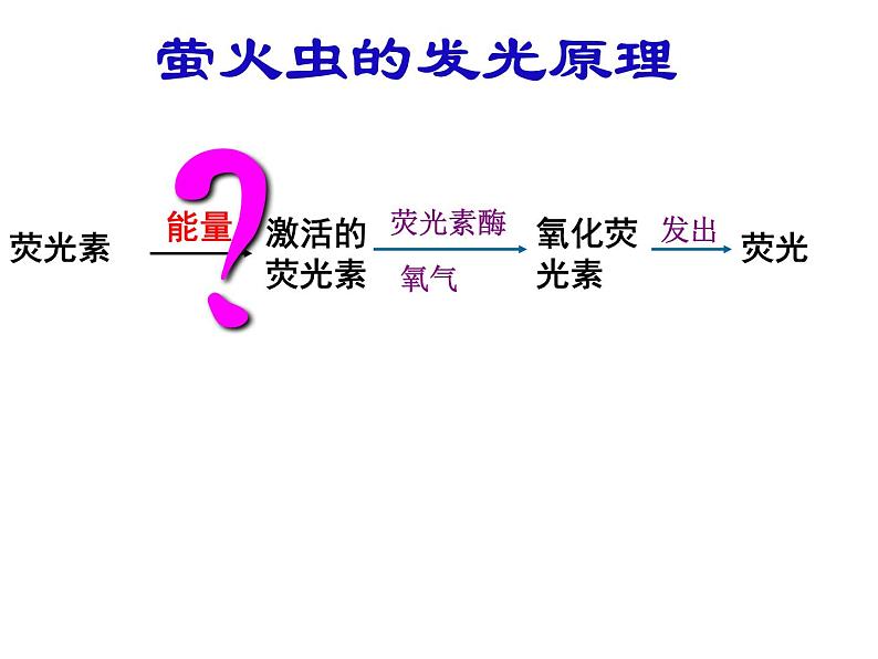 5.2细胞的能量“通货”—ATP课件2022-2023学年高一上学期生物人教版必修1第3页