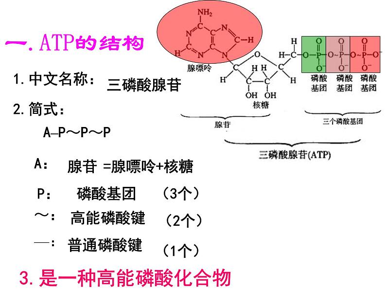 5.2细胞的能量“通货”—ATP课件2022-2023学年高一上学期生物人教版必修1第7页