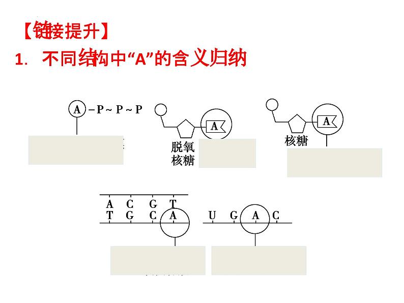 5.2细胞的能量“通货”—ATP课件2022-2023学年高一上学期生物人教版必修1第8页