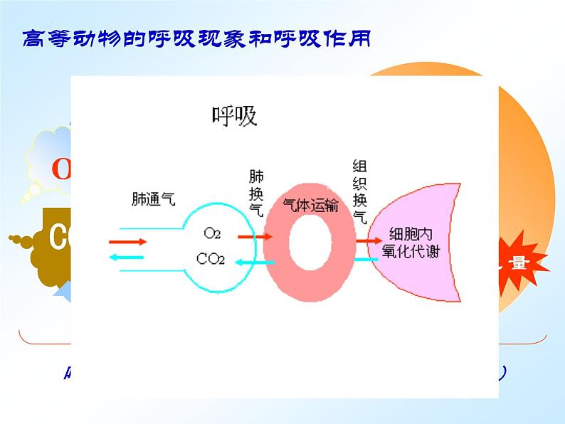 人教版 (新课标)必修1《分子与细胞》 5.3 ATP的主要来源——细胞呼吸课件06