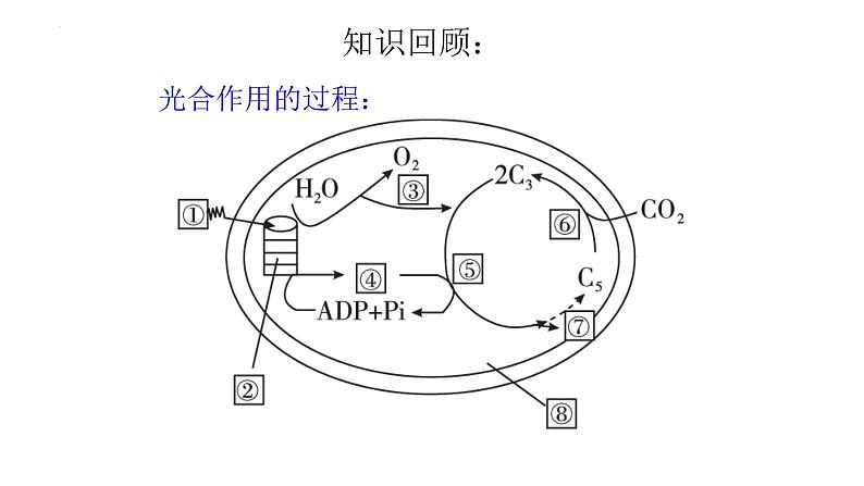 人教版 (新课标)必修1《分子与细胞》 5.4能量之源——光与光合作用 课件02