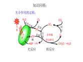 人教版 (新课标)必修1《分子与细胞》 5.4能量之源——光与光合作用 课件