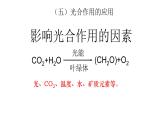 人教版 (新课标)必修1《分子与细胞》 5.4能量之源——光与光合作用 课件