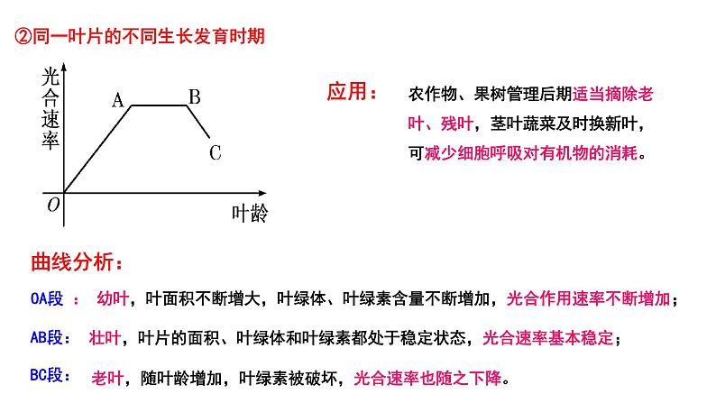 人教版 (新课标)必修1《分子与细胞》 5.4能量之源——光与光合作用 课件08