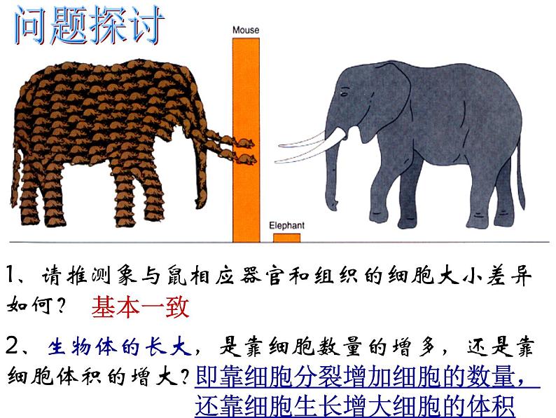 人教版 (新课标)必修1《分子与细胞》 6.1细胞的增殖课件03