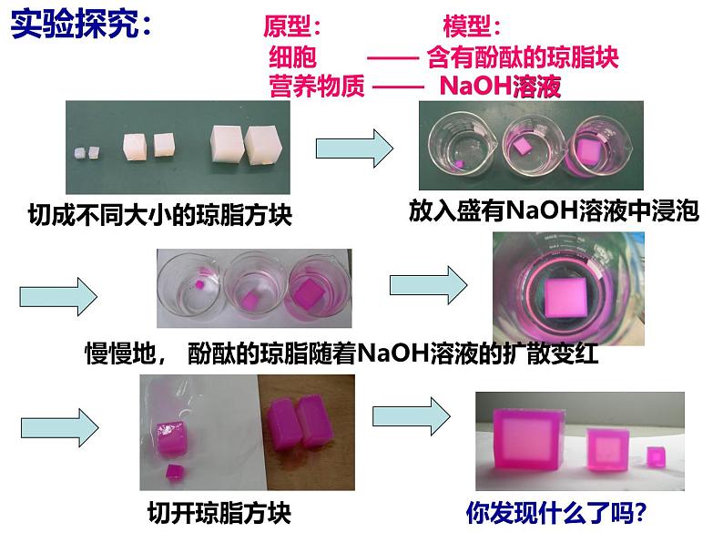 人教版 (新课标)必修1《分子与细胞》 6.1细胞的增殖课件05