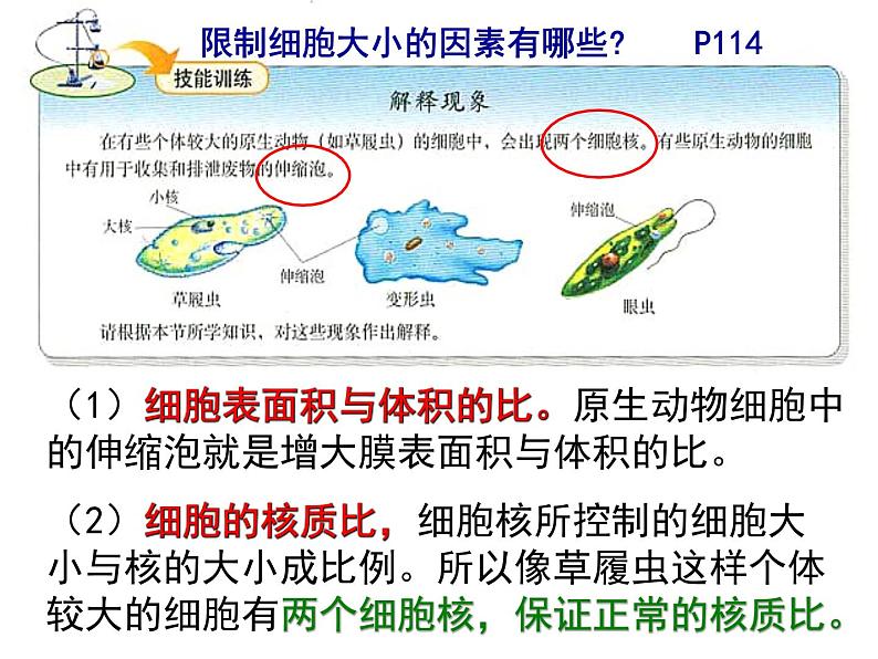 人教版 (新课标)必修1《分子与细胞》 6.1细胞的增殖课件07