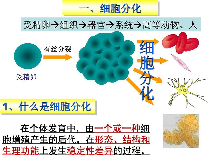 人教版 (新课标)必修1《分子与细胞》 6.2细胞的分化课件02