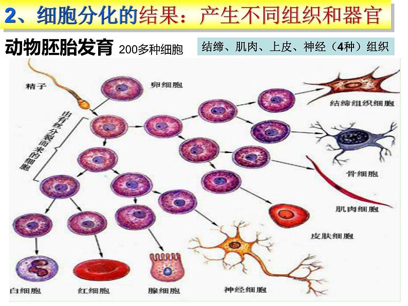 人教版 (新课标)必修1《分子与细胞》 6.2细胞的分化课件03