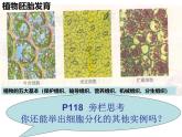 人教版 (新课标)必修1《分子与细胞》 6.2细胞的分化课件