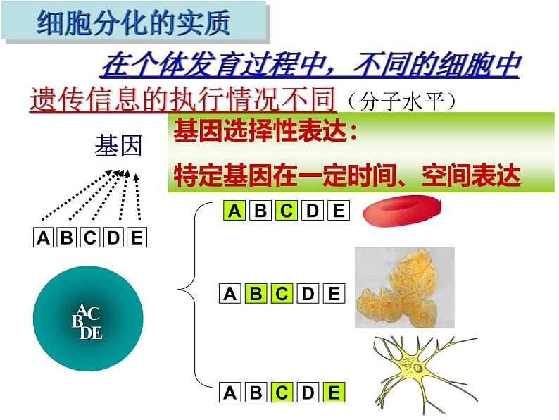 人教版 (新课标)必修1《分子与细胞》 6.2细胞的分化课件08