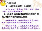 人教版 (新课标)必修1《分子与细胞》 6.3细胞的衰老和凋亡 课件