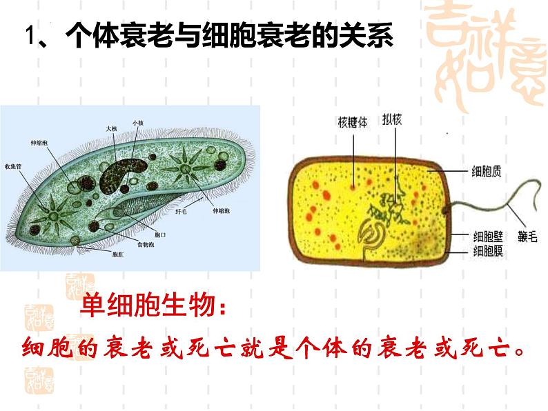 人教版 (新课标)必修1《分子与细胞》 6.3细胞的衰老和凋亡 课件03