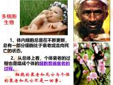 人教版 (新课标)必修1《分子与细胞》 6.3细胞的衰老和凋亡 课件