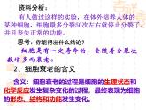人教版 (新课标)必修1《分子与细胞》 6.3细胞的衰老和凋亡 课件