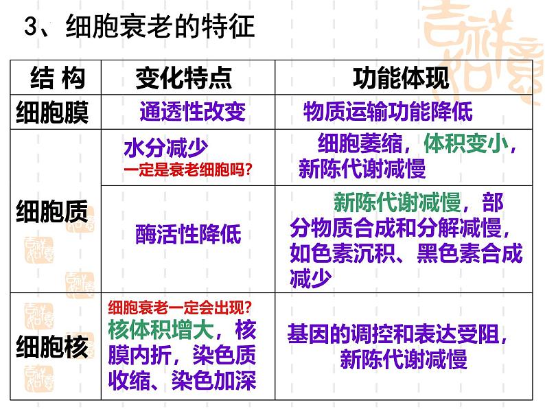 人教版 (新课标)必修1《分子与细胞》 6.3细胞的衰老和凋亡 课件06