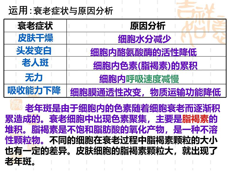 人教版 (新课标)必修1《分子与细胞》 6.3细胞的衰老和凋亡 课件07