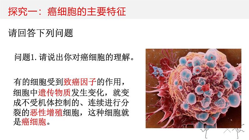 人教版 (新课标)必修1《分子与细胞》 6.4细胞的癌变课件04