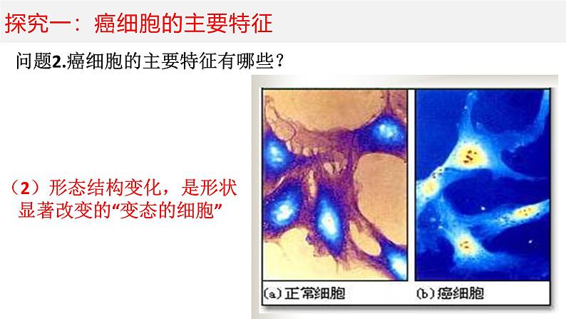 人教版 (新课标)必修1《分子与细胞》 6.4细胞的癌变课件06