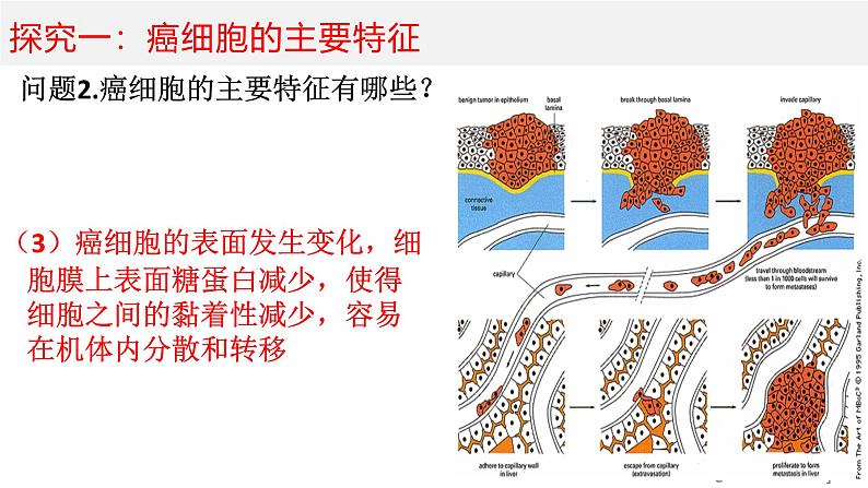 人教版 (新课标)必修1《分子与细胞》 6.4细胞的癌变课件07