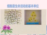 细胞是生命活动的基本单位课件