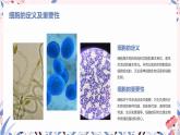 细胞是生命活动的基本单位课件