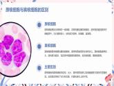 细胞是生命活动的基本单位课件