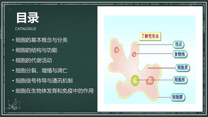 细胞是生命活动的基本单位课件02