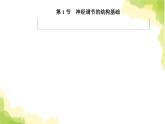 人教版高中生物选择性必修1第2章第1节神经调节的结构基础课件