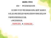 人教版高中生物选择性必修1第2章第1节神经调节的结构基础课件