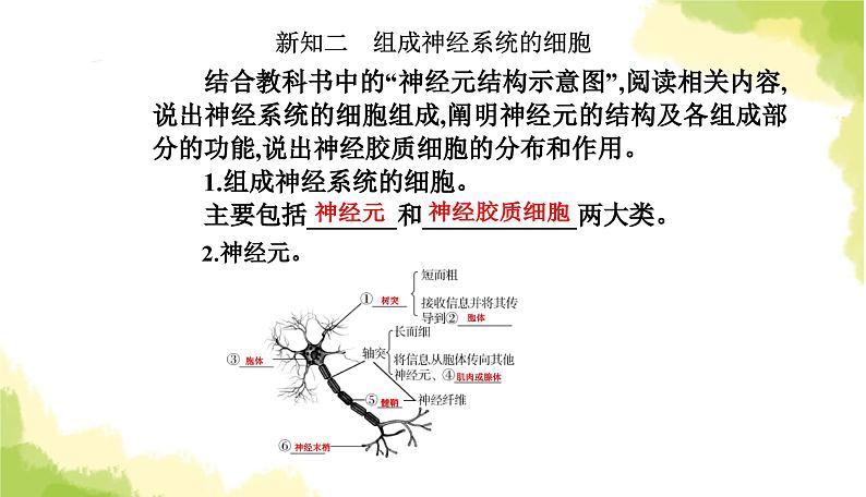 人教版高中生物选择性必修1第2章第1节神经调节的结构基础课件第7页