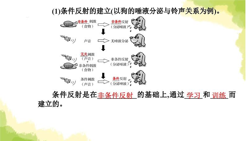 人教版高中生物选择性必修1第2章第2节神经调节的基本方式课件06