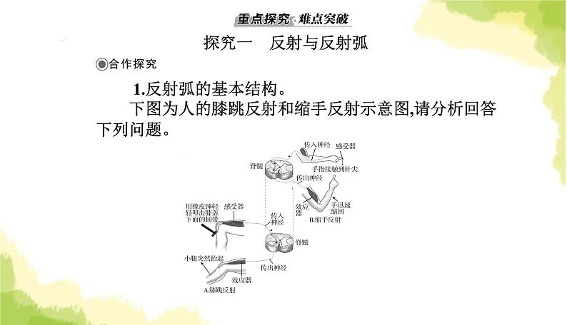 人教版高中生物选择性必修1第2章第2节神经调节的基本方式课件08